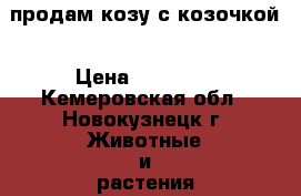 продам козу с козочкой › Цена ­ 10 000 - Кемеровская обл., Новокузнецк г. Животные и растения » Другие животные   . Кемеровская обл.